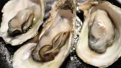 المحار للحامل: فوائده ومخاطره وطريقة تناوله الآمنة