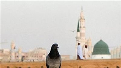 موقع أيام نيوز